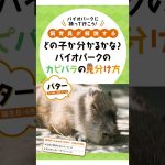 カピバラの見分けつく？？　#長崎バイオパーク × 週プレ デジタル写真集発売中！