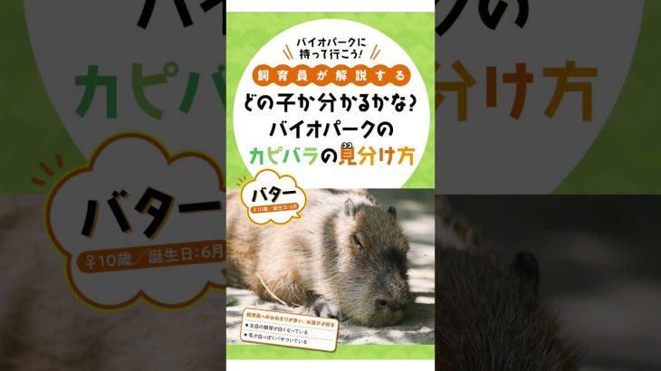 カピバラの見分けつく？？　#長崎バイオパーク × 週プレ デジタル写真集発売中！